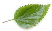 leaf-greenhoriz70small.JPG